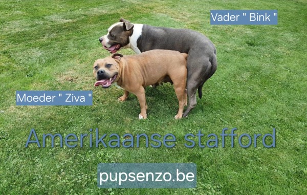 Amerikaanse stafford nestje 