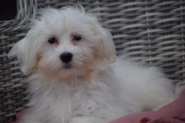 Maltezer (teef) 32223