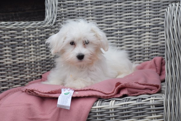 Maltezer (teef) 32223