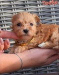 Maltipoo (teef) 86156
