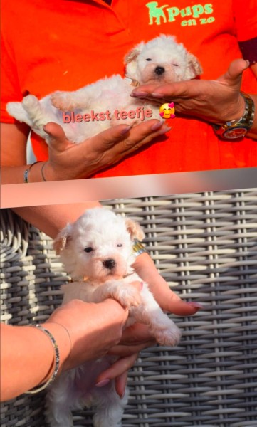 Maltipoo (teef) 92629