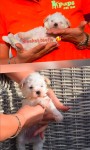 Maltipoo (teef) 92629