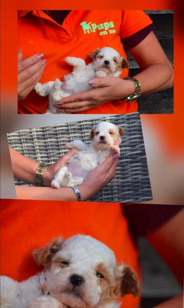 Maltipoo (teef) 92572