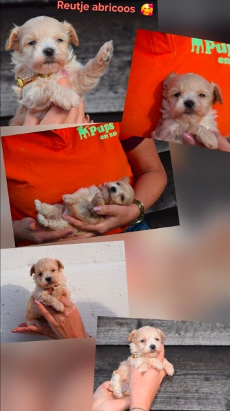 Maltipoo (reu) 95781