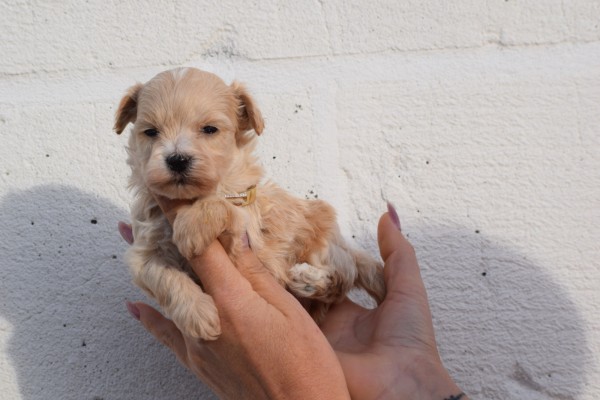 Maltipoo (reu) 95781