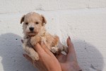 Maltipoo (reu) 95781