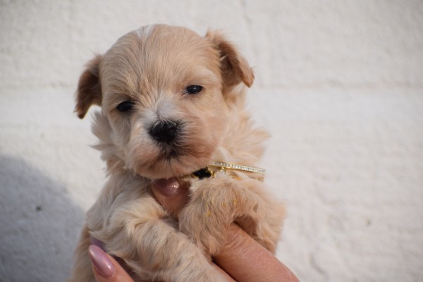 Maltipoo (reu) 95781