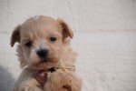 Maltipoo (reu) 95781