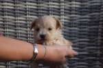 Maltipoo (reu) 95781