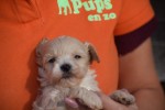 Maltipoo (reu) 95781