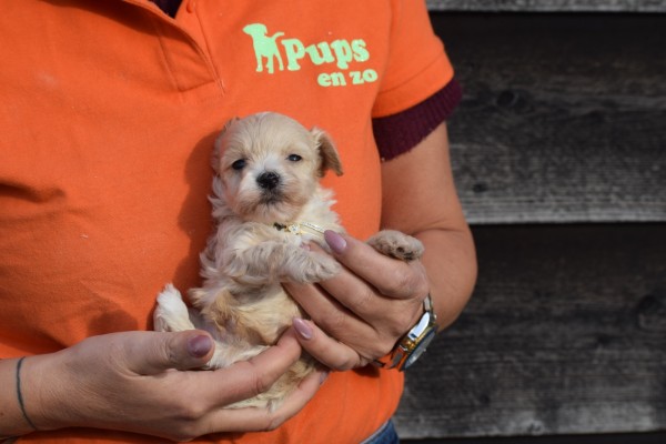 Maltipoo (reu) 95781