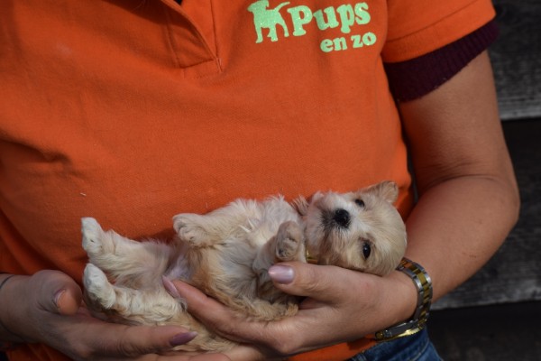 Maltipoo (reu) 95781