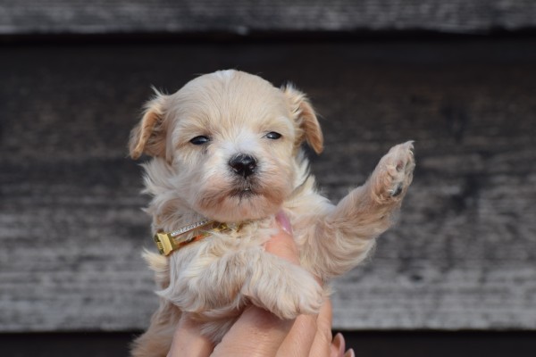 Maltipoo (reu) 95781