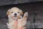 Maltipoo (reu) 95781