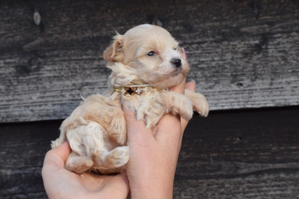 Maltipoo (reu) 95781