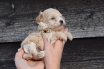 Maltipoo (reu) 95781