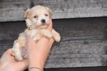 Maltipoo (reu) 95781