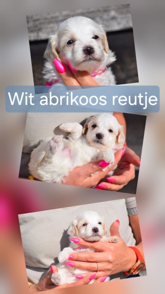 Maltipoo reutje Wit Abrikoos