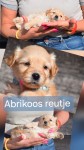 Maltipoo reutje Abrikoos sluik haar