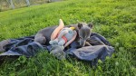 Whippet nestje 