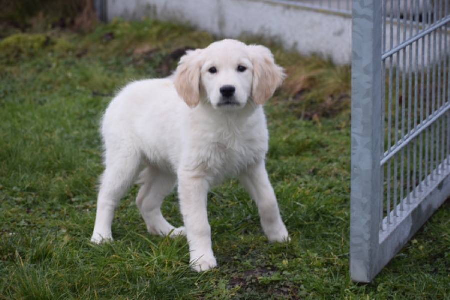Golden Retriever (teef) 48666