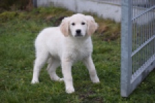 Golden Retriever (teef) 48666