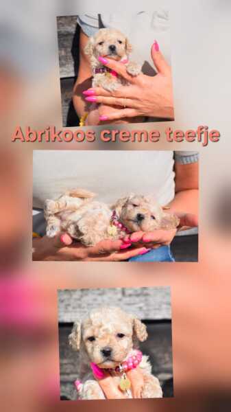 Maltipoo (teef) 80982