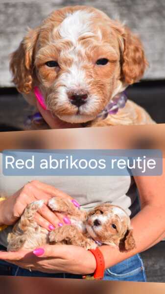 Maltipoo (reu) 95354