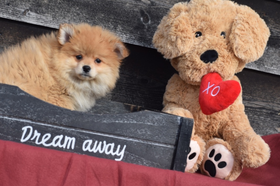 Keeshond (reu) 39769