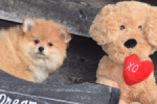 Keeshond (reu) 39769