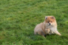 Keeshond (reu) 39769