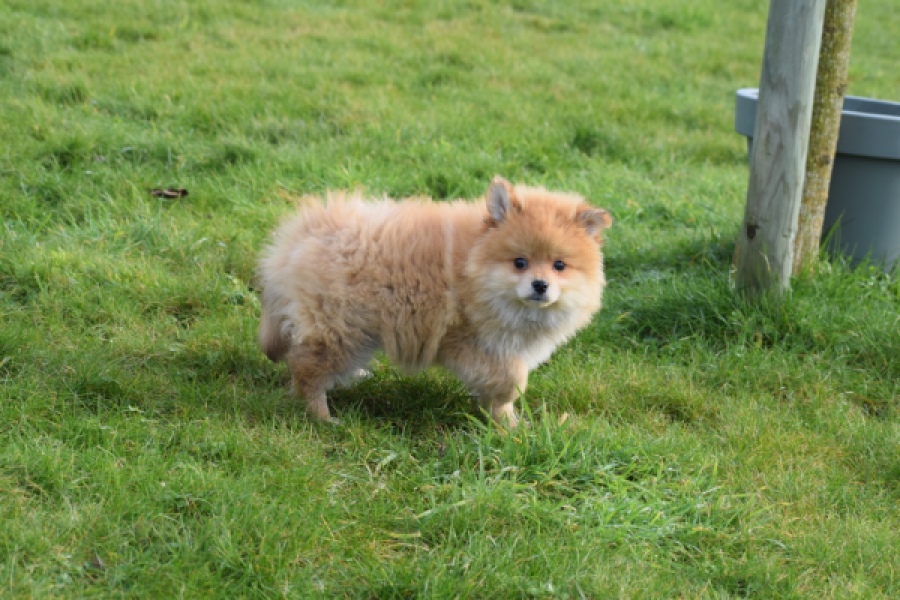 Keeshond (reu) 39769