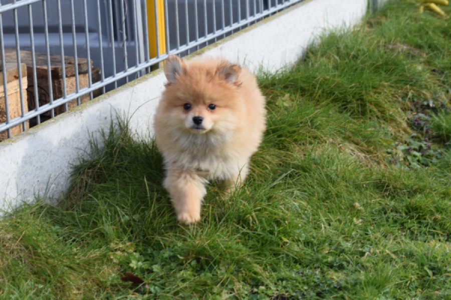 Keeshond (reu) 39769