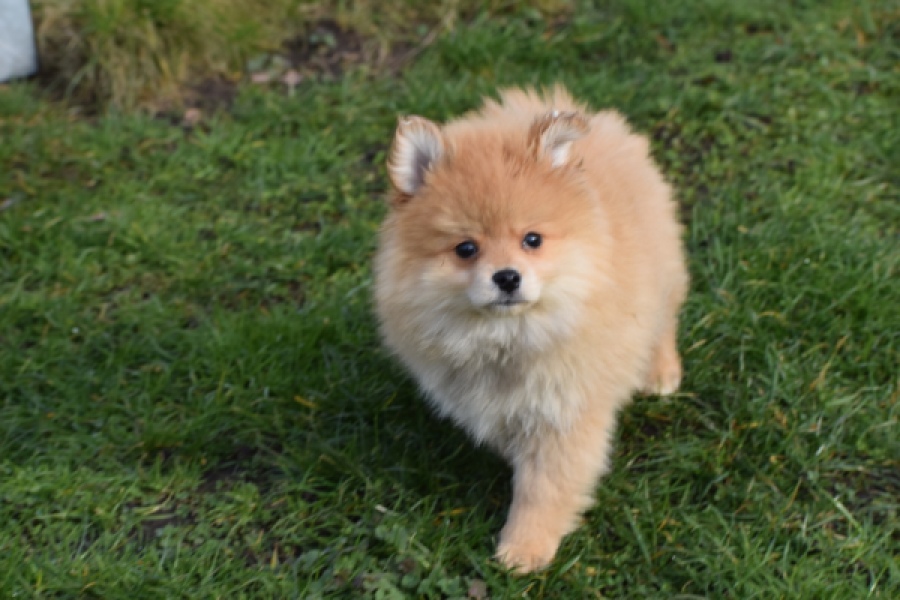 Keeshond (reu) 39769