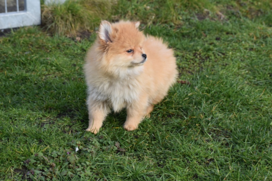 Keeshond (reu) 39769