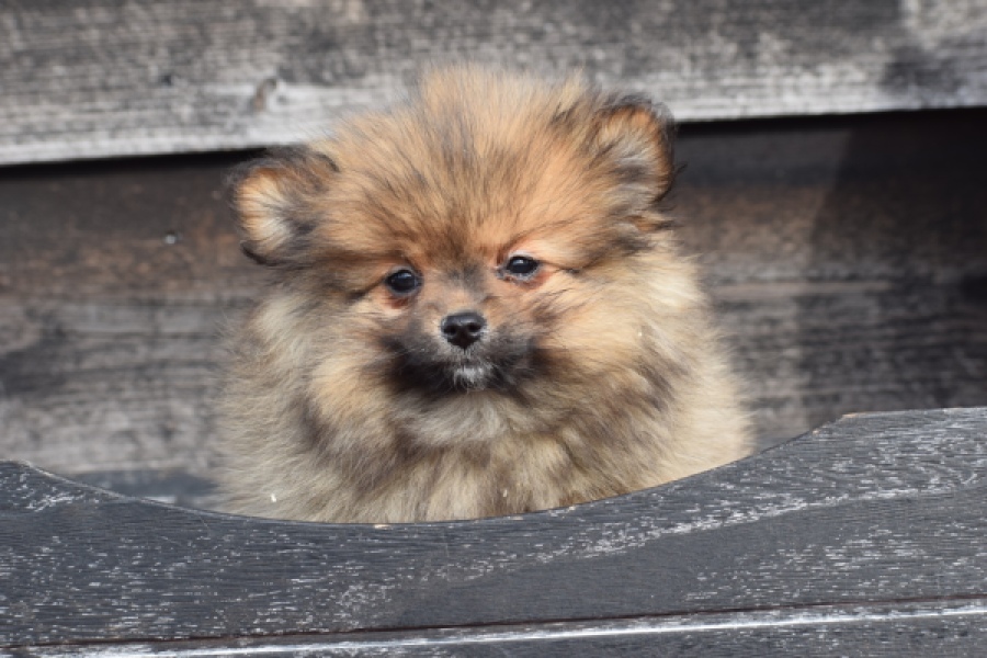 Keeshond (teef) 39846