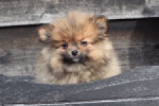 Keeshond (teef) 39846