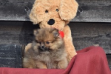 Keeshond (teef) 39846