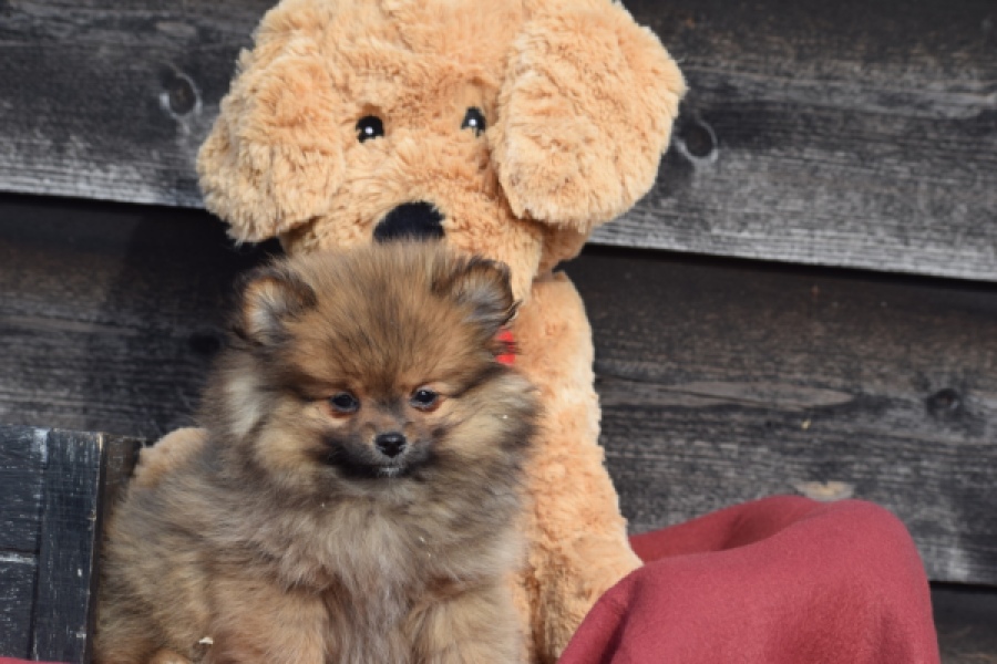 Keeshond (teef) 39846