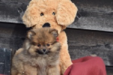 Keeshond (teef) 39846