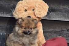 Keeshond (teef) 39846