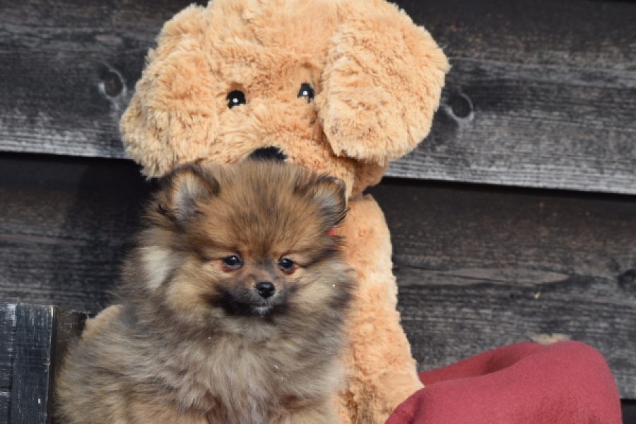 Keeshond (teef) 39846