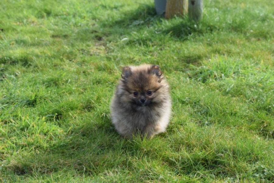 Keeshond (teef) 39846