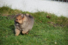 Keeshond (teef) 39846