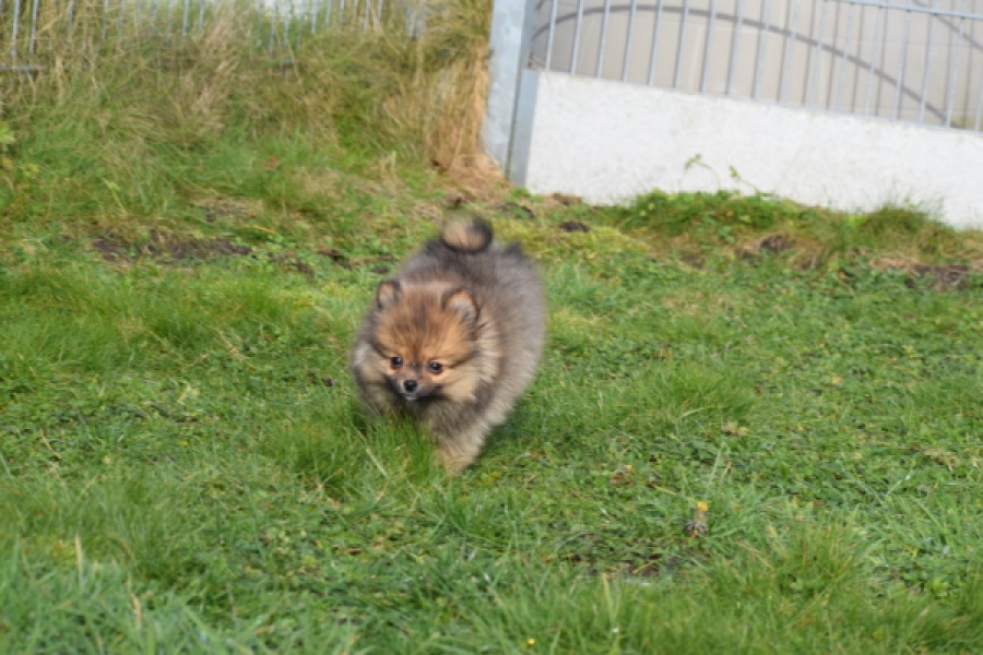 Keeshond (teef) 39846