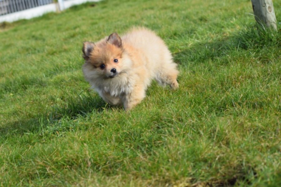 Keeshond (teef) 39601