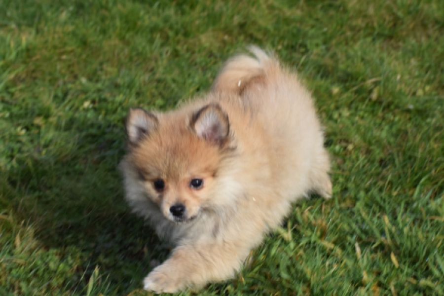 Keeshond (teef) 39601