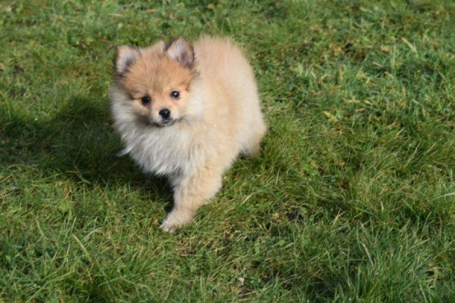 Keeshond (teef) 39601