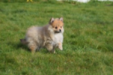 Keeshond (teef) 39601