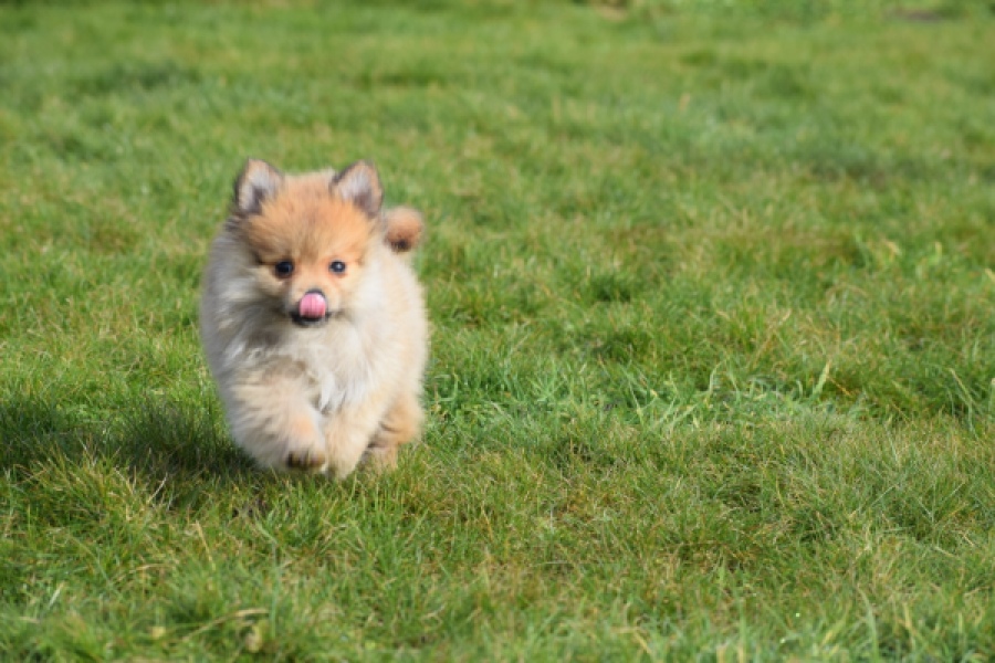 Keeshond (teef) 39601